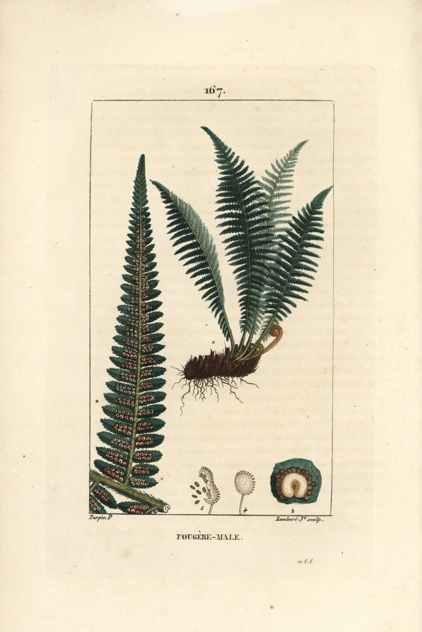 Fergere hane - Sköldormbunke hane, Dryopteris filix-mas. Handkolorerad kopparstick av Lambert Junior från en teckning av Pierre Jean-Francois Turpin från Chaumeton, Poiret et Chamberets "" La Flore Medicale,"" Paris, Panckoucke av Pierre Jean Francois Turpin
