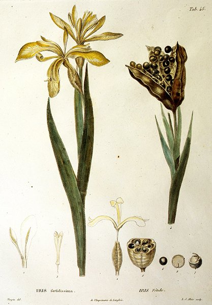 Fetid Iris, graverad av L. J. Allais (handkolorerad gravyr) av Pierre Jean Francois Turpin