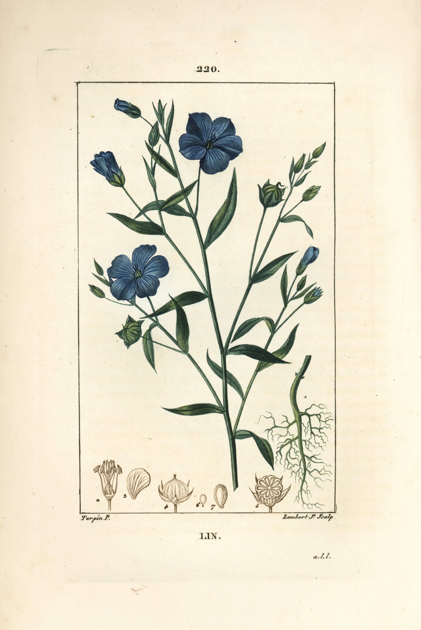 Lin - Linfrö, Linum sativum. Handkolorerad kopparstick av Lambert Junior från en teckning av Pierre Jean-Francois Turpin från Chaumeton, Poiret och Chamberets "" La Flore Medicale,"" Paris, Panckoucke av Pierre Jean Francois Turpin