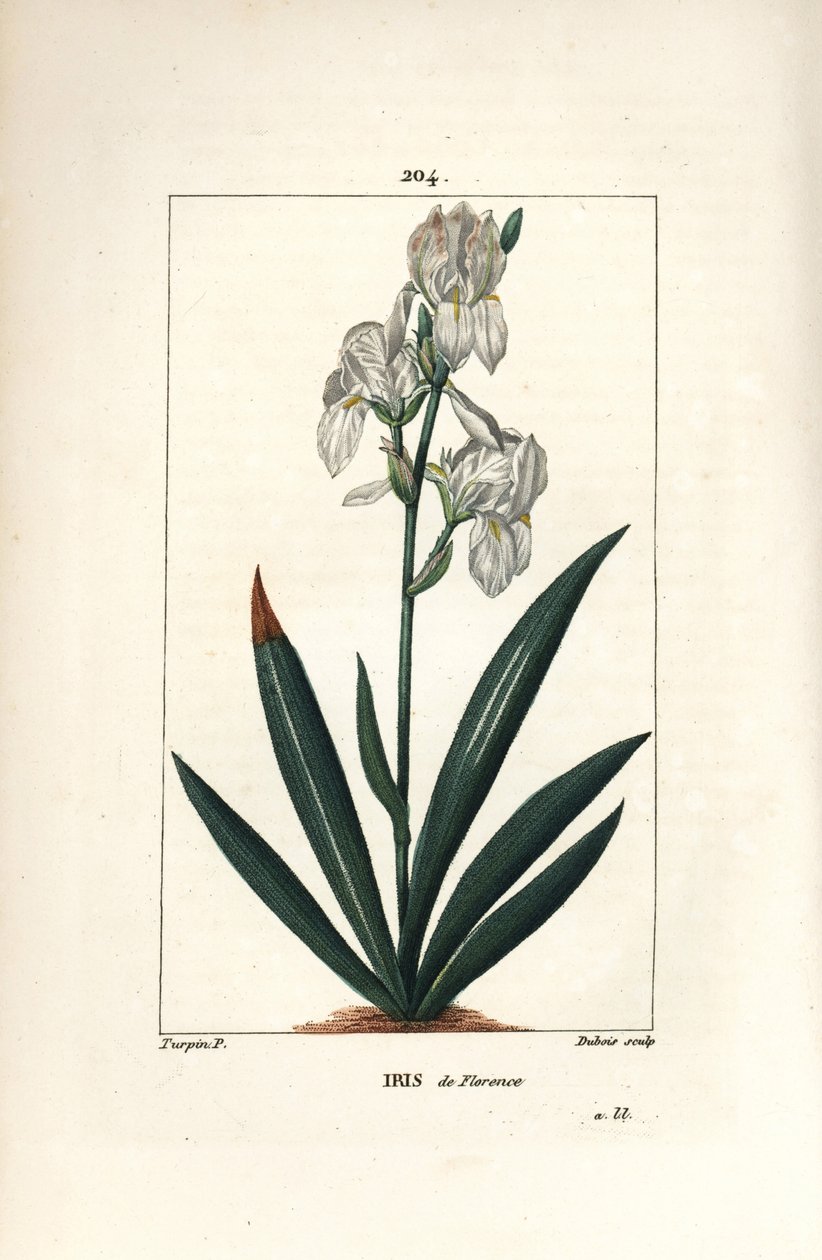Florentinsk iris, Florens Iris - Florentinsk iris, Iris florentina, blomma och blad. Handkolorerad kopparstick av Dubois från en teckning av Pierre Jean-Francois Turpin från Chaumeton, Poiret och Chamberets "" La Flore Medicale,"" Paris, Pan av Pierre Jean Francois Turpin