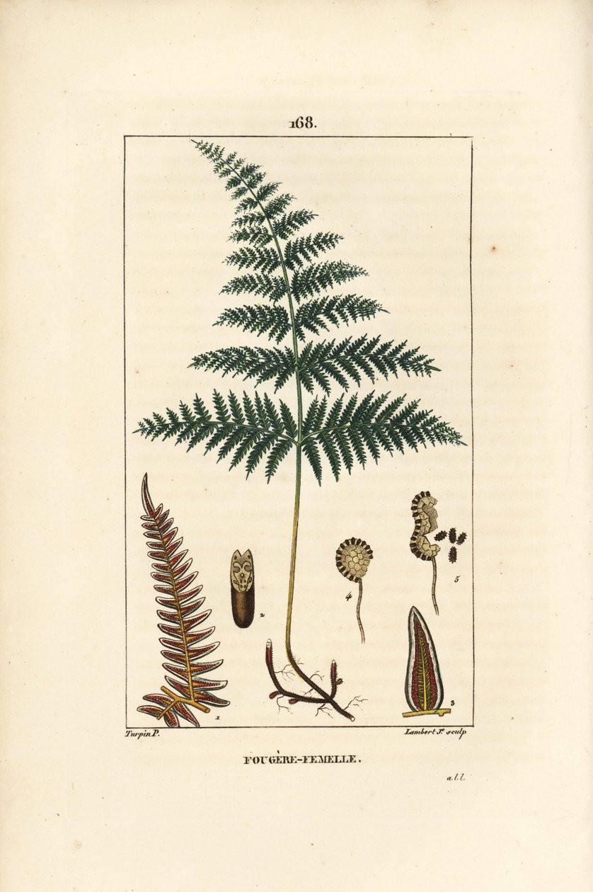Fougere Aigle ou Grande Fougere - Honor av ormbunke eller brack, Pteridium aquilinum. Handkolorerad kopparstick av Lambert Junior från en teckning av Pierre Jean-Francois Turpin från Chaumeton, Poiret et Chamberets "" La Flore Medicale,"" Paris, P av Pierre Jean Francois Turpin