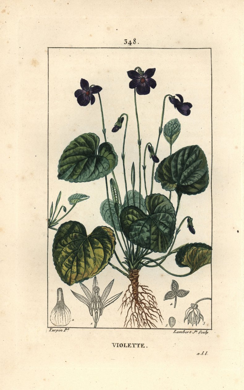 Doftviol – Söt viol, Viola odorata, med blomma, blad, stjälk och rötter. Handkolorerad kopparstick av Lambert Junior från en teckning av Pierre Jean-Francois Turpin från Chaumeton, Poiret och Chamberets "" La Flore Medicale,"" Pari av Pierre Jean Francois Turpin