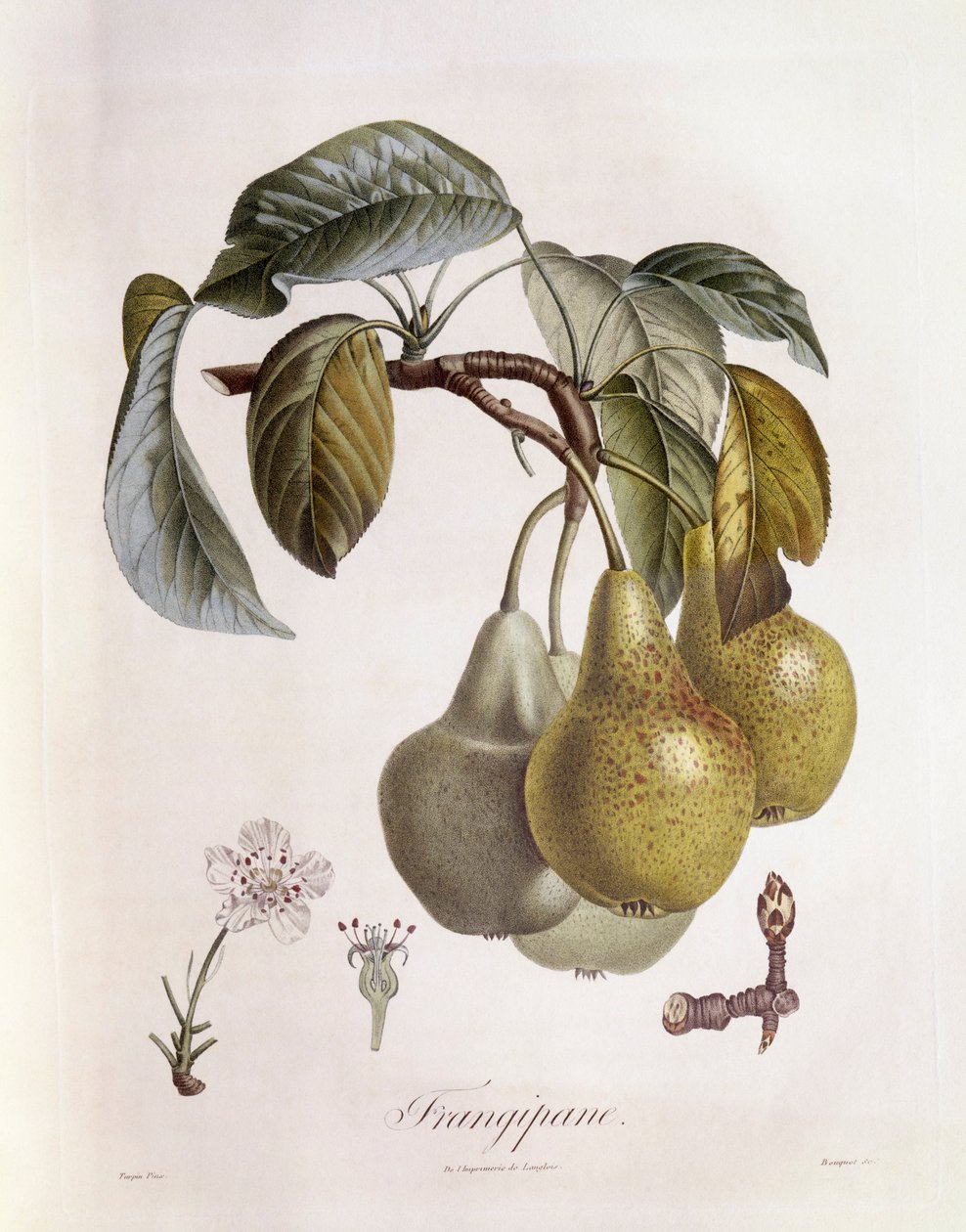 Frangipane (Plumeria) frukter Henry Louis Duhamel du Monceau, botanisk tallrik av Pierre Jean Francois Turpin av Pierre Jean Francois Turpin
