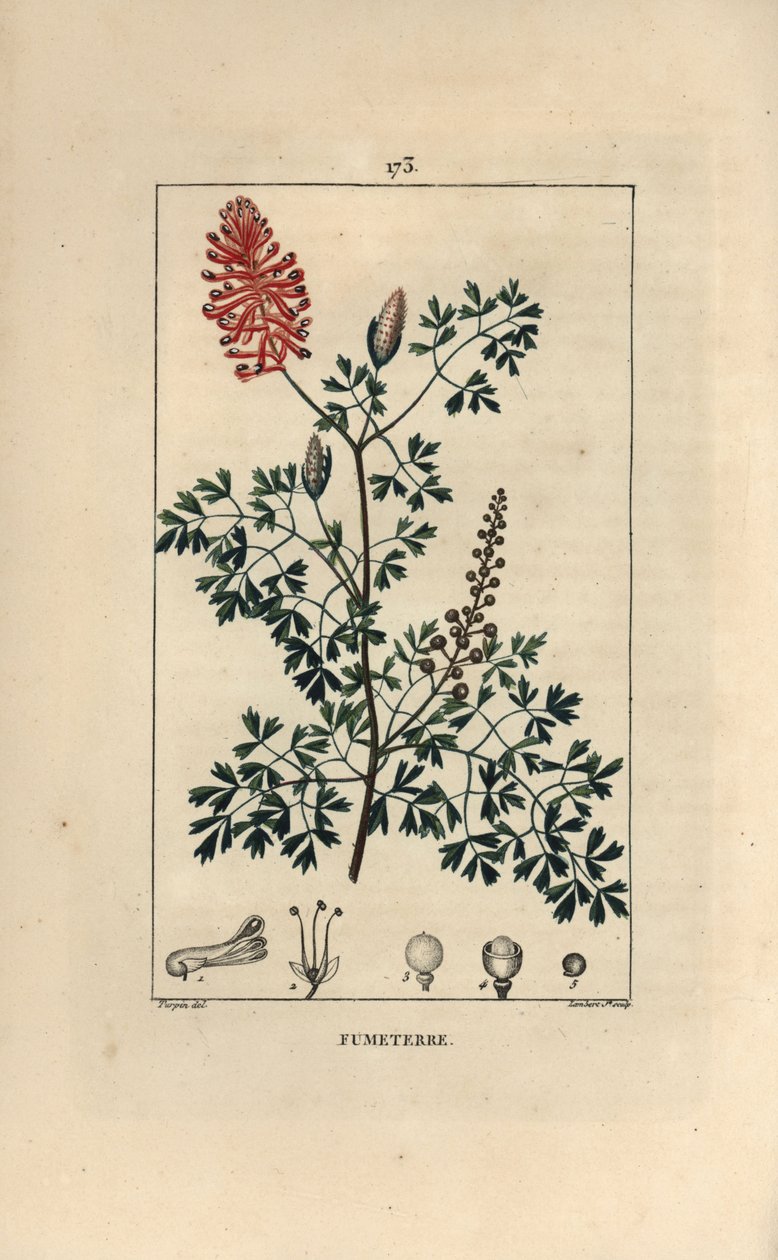 Fumeterre officinale eller Foot de Celine - Fumitory, Fumaria officinalis, som visar blommor, blad och frön. Handkolorerad kopparstick av Lambert Junior från en teckning av Pierre Jean-Francois Turpin från Chaumeton, Poiret et Chamberets "" L av Pierre Jean Francois Turpin