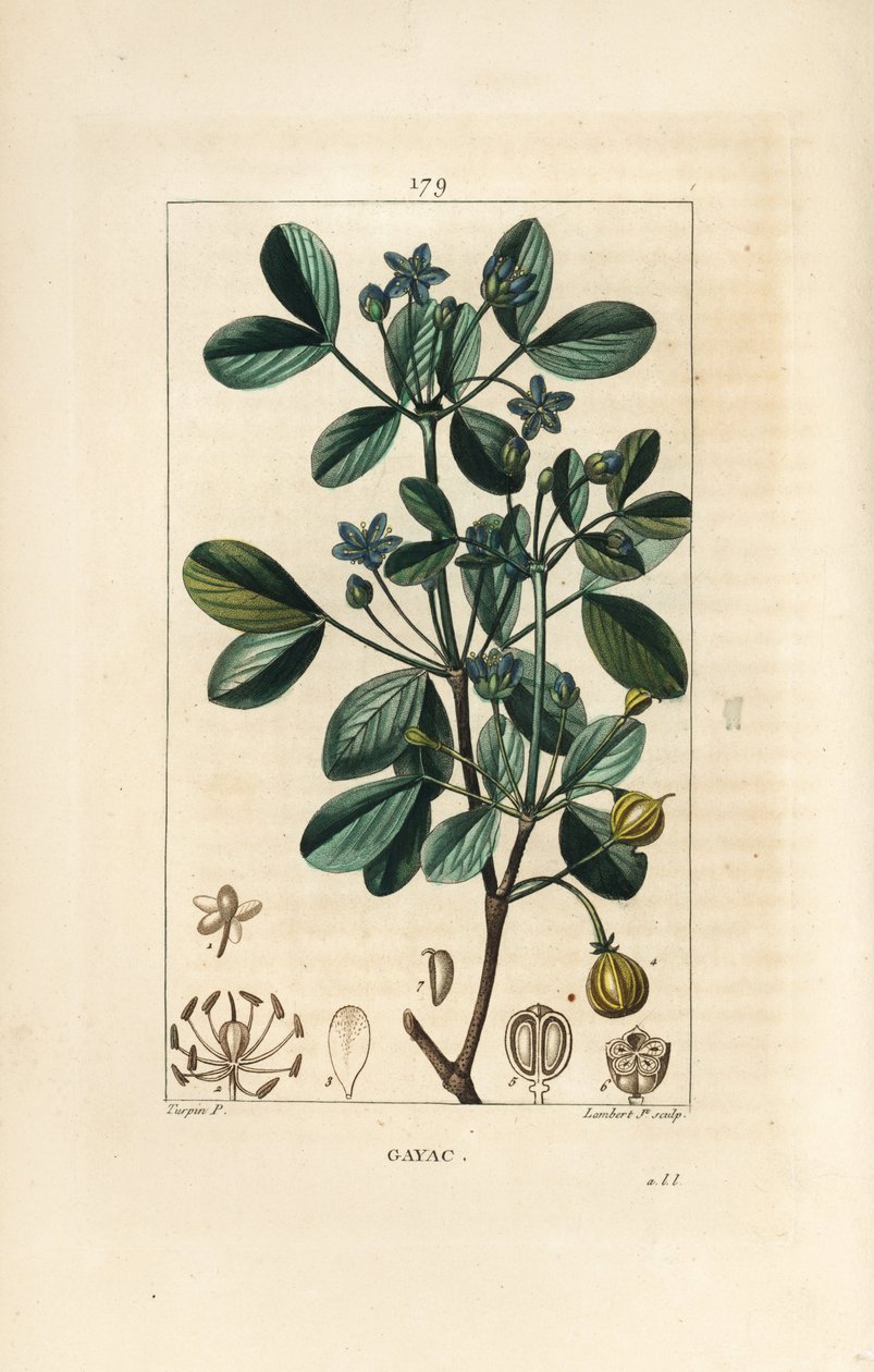 Gaiac eller helig trä, livets trä - Guaiacum, Guajacum officinale. Handkolorerad kopparstick av Lambert Junior från en teckning av Pierre Jean-Francois Turpin från Chaumeton, Poiret och Chamberets "" La Flore Medicale,"" Paris, Panckoucke av Pierre Jean Francois Turpin