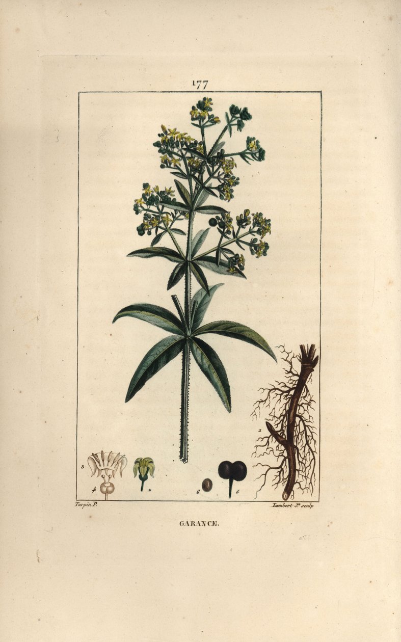 Garance des dyers - Madder, Rubia tinctorum, med rot, blomma, blad och frö. Handkolorerad kopparstick av Lambert Junior från en teckning av Pierre Jean-Francois Turpin från Chaumeton, Poiret och Chamberets "" La Flore Medicale,"" Paris, av Pierre Jean Francois Turpin