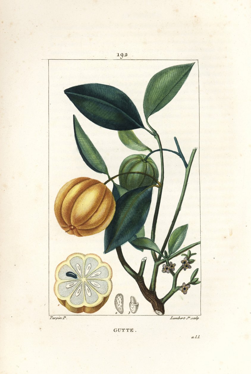 Garcinia gummi gutta eller Malabar Tamarinier, Gambooge, Brindall Bay - Gum guttae tree, Cambogia gutta, med frukt, blad, blomma och frukt i sektion. Handkolorerad kopparstick av Lambert Junior efter teckning av Pierre Jean-Francois Turpin av Pierre Jean Francois Turpin