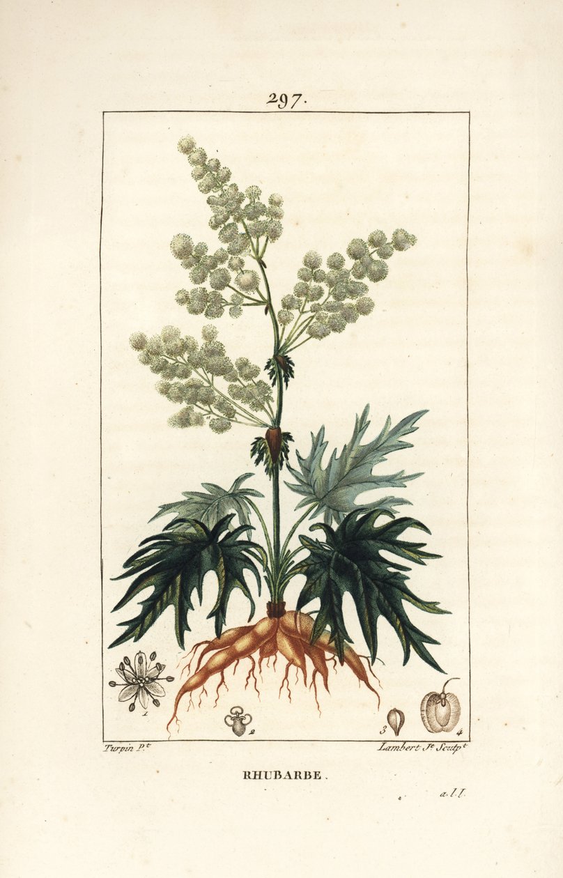 Trädgårdsrabarber - Rabarber, Rheum rhabarbarum (Rheum palmatum), med blomma, stjälk, blad, frö och rot. Handkolorerad kopparstick av Lambert Junior från en teckning av Pierre Jean-Francois Turpin från Chaumeton, Poiret och Chamberets "" La F av Pierre Jean Francois Turpin