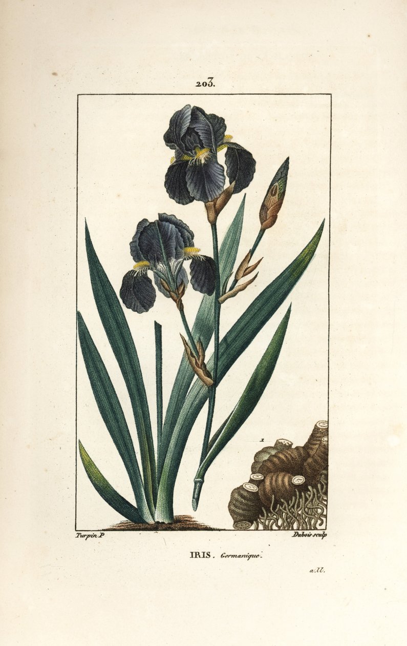 Tysk iris eller trädgårdsiris - Blå blomma de luce, Iris germanica, blad, blomma och rot. Handkolorerad kopparstick av Dubois från en teckning av Pierre Jean-Francois Turpin från Chaumeton, Poiret och Chamberets "" La Flore Medicale,"" Paris av Pierre Jean Francois Turpin
