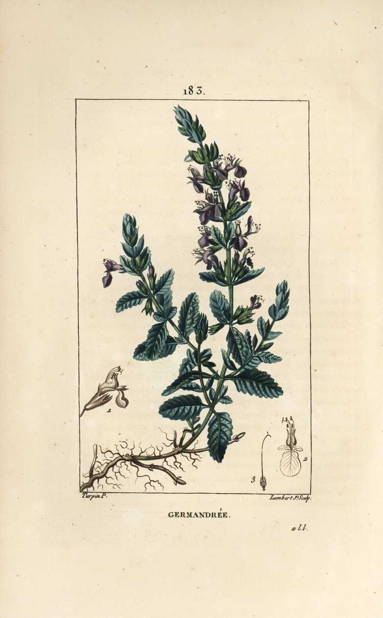 Germandree petit oak - Germander, Teucrium chamaedrys. Handkolorerad kopparstick av Lambert Junior från en teckning av Pierre Jean-Francois Turpin från Chaumeton, Poiret och Chamberets "" La Flore Medicale,"" Paris, Panckoucke av Pierre Jean Francois Turpin