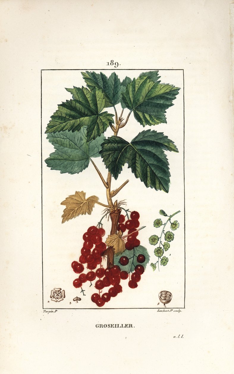 Gooseillier a klasar - Röda vinbär, Ribes rubrum, med blad, stjälk, frukt och blomma. Handkolorerad kopparstick av Lambert Junior från en teckning av Pierre Jean-Francois Turpin från Chaumeton, Poiret och Chamberets "" La Flore Medicale,"" av Pierre Jean Francois Turpin