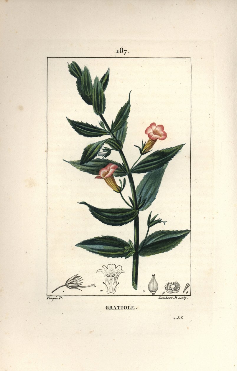 Gratiole officinale, eller Grace de dieu, Grace au poor man, Petite digitale - Häckhyssop, Gratiola officinalis. Handkolorerad kopparstick av Lambert Junior efter teckning av Pierre Jean-Francois Turpin från Chaumeton, Poiret och Chamberet av Pierre Jean Francois Turpin