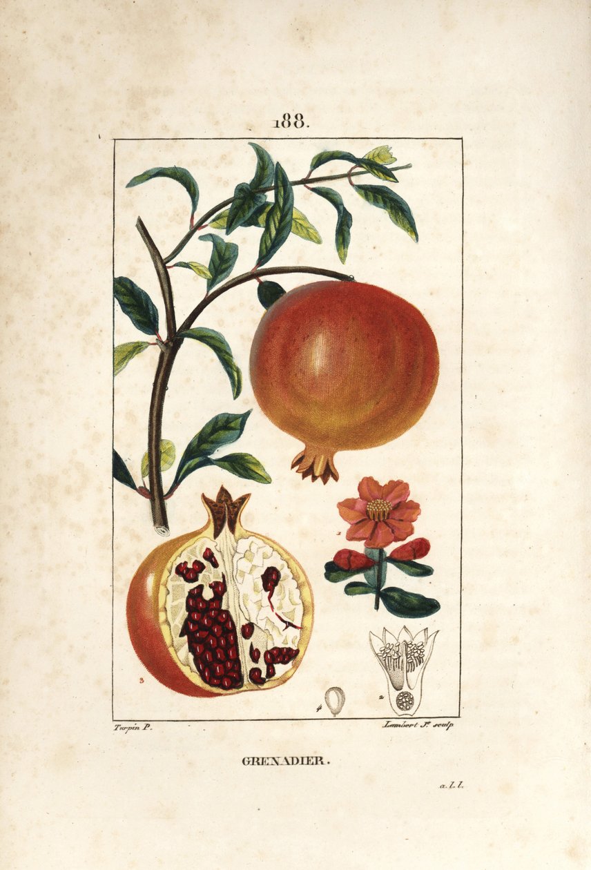 Grenadier - Granatäppleträd, Punica granatum, med blad, blomma, frukt och snitt genom frukt som visar frön. Handkolorerad kopparstick av Lambert Junior efter teckning av Pierre Jean-Francois Turpin från Chaumeton, Poiret och Chamberet av Pierre Jean Francois Turpin
