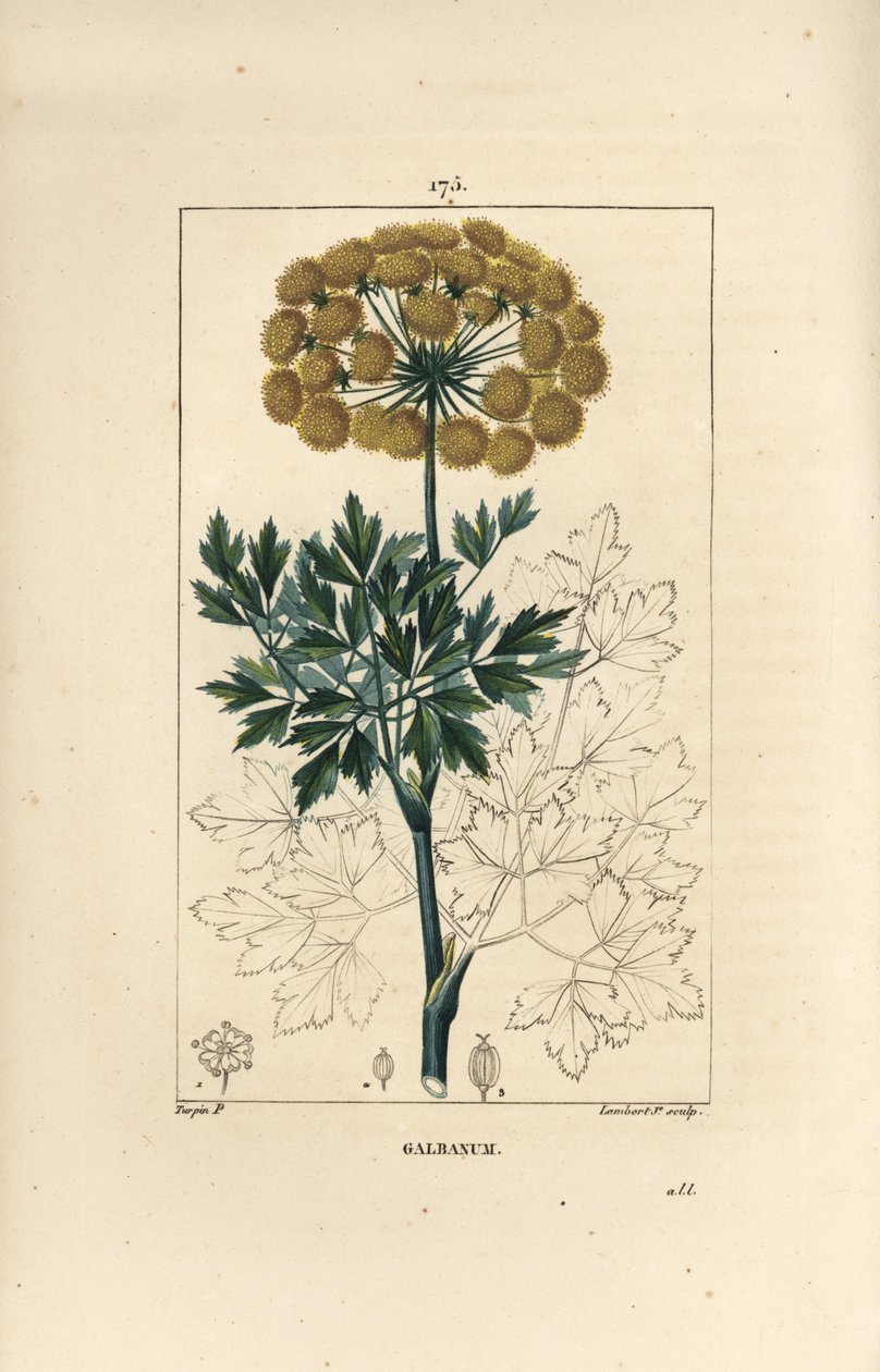 Gummy Ferule eller Galbanum - Galbanum, Gummy Ferula, visar blommor, löv och frön. Handkolorerad kopparstick av Lambert Junior från en teckning av Pierre Jean-Francois Turpin från Chaumeton, Poiret et Chamberets "" La Flore Medicale,"" av Pierre Jean Francois Turpin