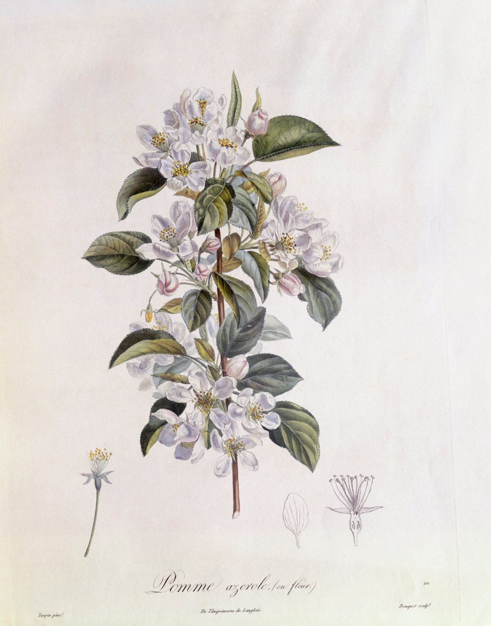 Hagtorn (Crataegus azarolus) blomma Henry Louis Duhamel du Monceau, botanisk tallrik av Pierre Jean Francois Turpin av Pierre Jean Francois Turpin
