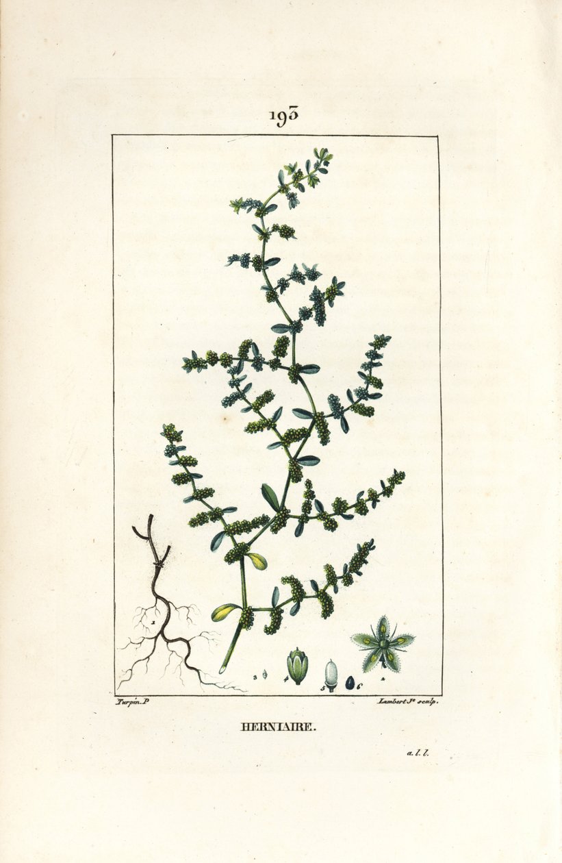 Herniary glabrous eller turquette - Ruptur vört, Herniaria glabra. Handkolorerad kopparstick av Lambert Junior från en teckning av Pierre Jean-Francois Turpin från Chaumeton, Poiret och Chamberets "" La Flore Medicale,"" Paris, Panckoucke av Pierre Jean Francois Turpin