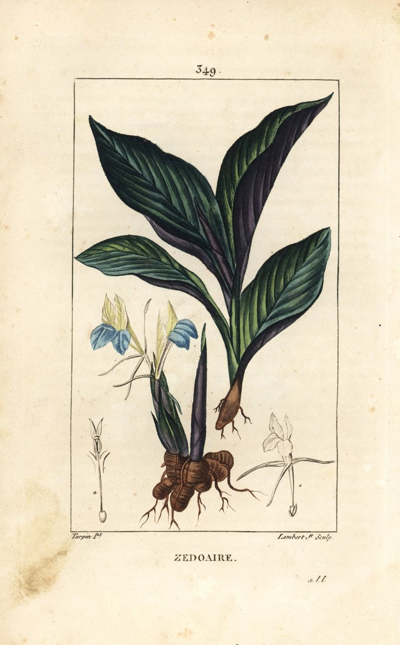 Himalayakrokus - Zedoary, Koempferia rotunda, med blomma, blad, stjälk och rot rhizom. Handkolorerad kopparstick av Lambert Junior från en teckning av Pierre Jean-Francois Turpin från Chaumeton, Poiret och Chamberets "" La Flore Medicale av Pierre Jean Francois Turpin