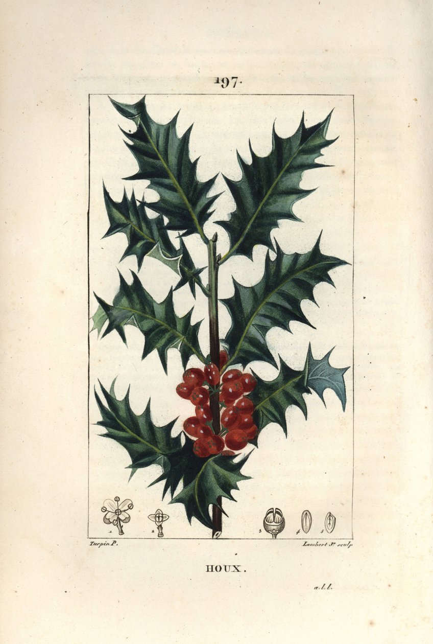 Järnek - Järnek, Ilex aqualifolium, med taggiga blad och röda bär. Handkolorerad kopparstick av Lambert Junior från en teckning av Pierre Jean-Francois Turpin från Chaumeton, Poiret och Chamberets "" La Flore Medicale,"" Paris, Panckouc av Pierre Jean Francois Turpin
