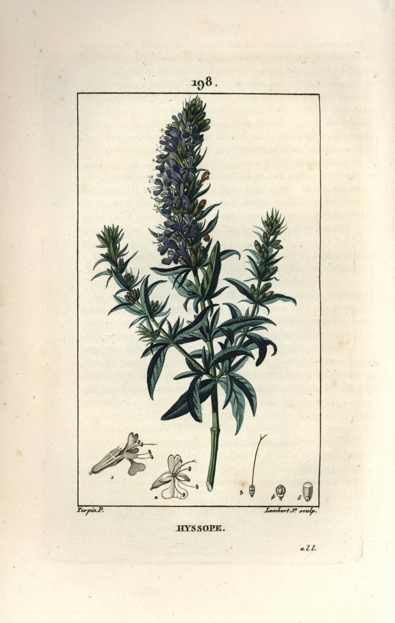 Isop officinale eller isop - Isop, Hyssopus officinalis. Handkolorerad kopparstick av Lambert Junior från en teckning av Pierre Jean-Francois Turpin från Chaumeton, Poiret och Chamberets "" La Flore Medicale,"" Paris, Panckoucke av Pierre Jean Francois Turpin