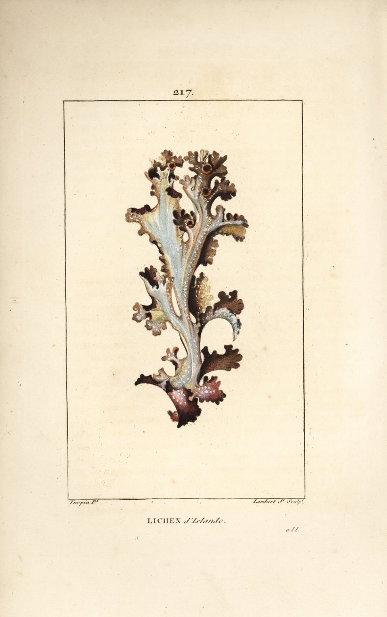 Islandlav eller Islandsmossa - Islandlav, Lichen islandicus. Handkolorerad kopparstick av Lambert Junior från en teckning av Pierre Jean-Francois Turpin från Chaumeton, Poiret och Chamberets "" La Flore Medicale,"" Paris, Panckoucke av Pierre Jean Francois Turpin