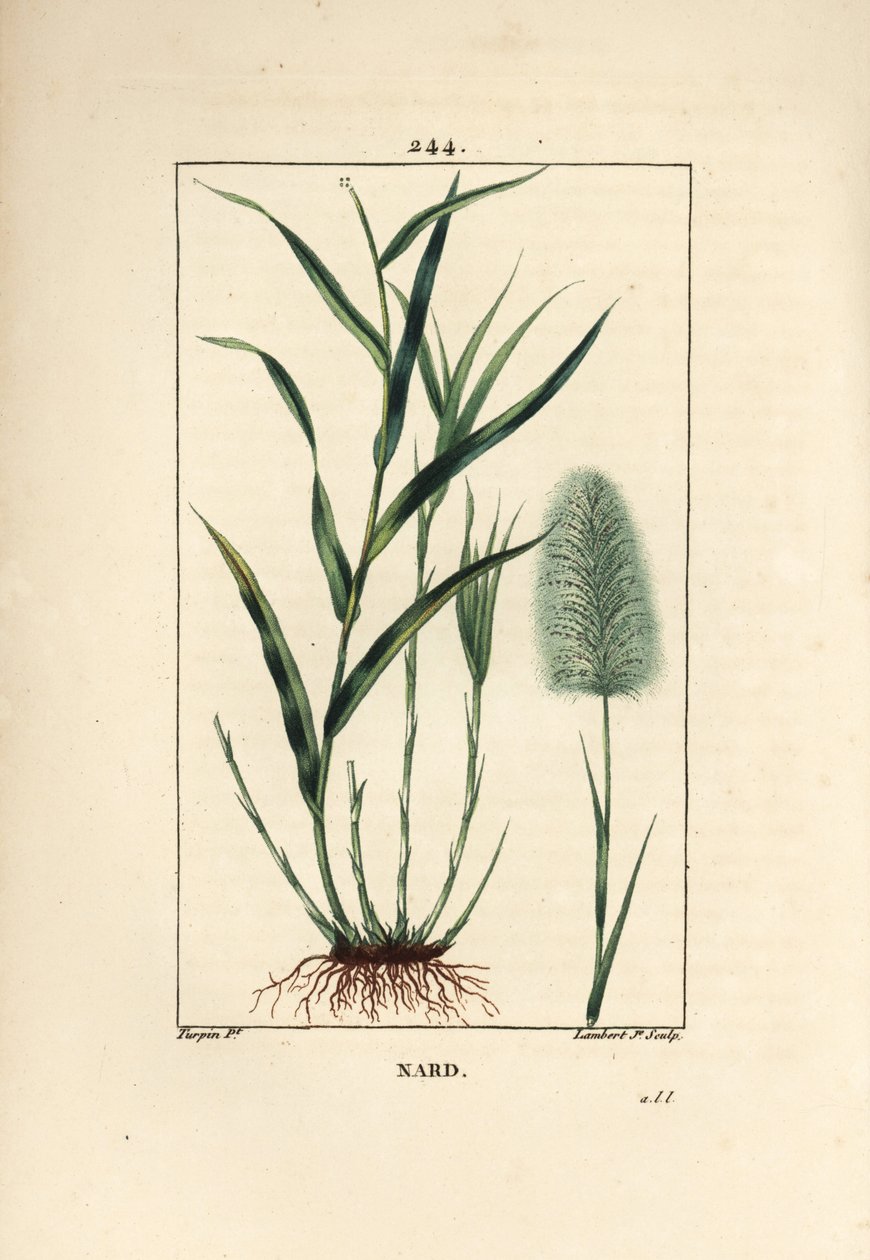 Indisk nardus, indikerar, spicanard - Spikenard, Andropogon nardus, med blad, rot och blomma. Handkolorerad kopparstick av Lambert Junior från en teckning av Pierre Jean-Francois Turpin från Chaumeton, Poiret och Chamberets "" La Flore Medi av Pierre Jean Francois Turpin