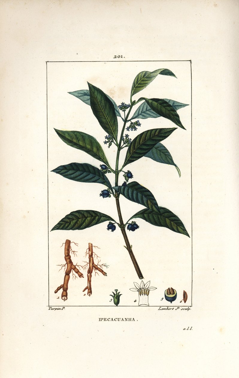 Ipeca eller Ipecacuana - Ipecacuanha, Psychotria emetica, med blad, blomma och rot. Handkolorerad kopparstick av Lambert Junior från en teckning av Pierre Jean-Francois Turpin från Chaumeton, Poiret och Chamberets "" La Flore Medicale,"" Par av Pierre Jean Francois Turpin