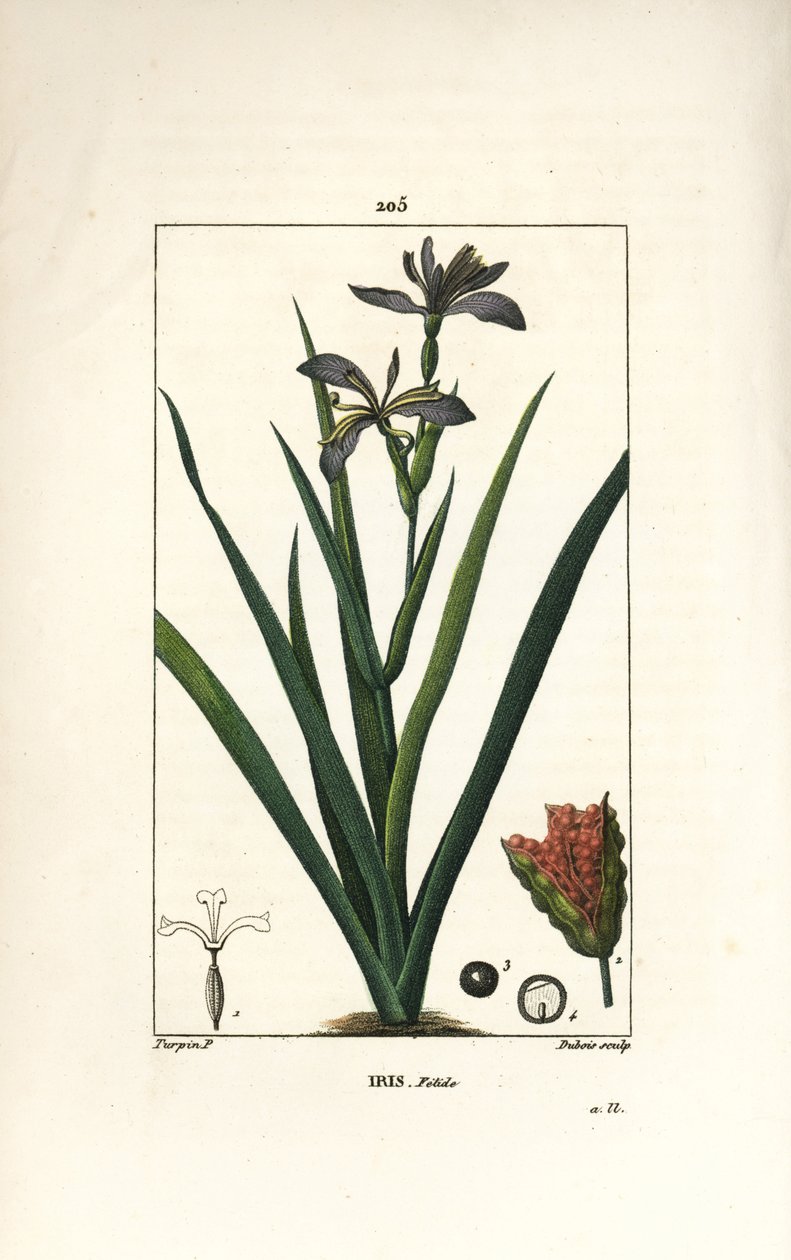 Iris fetide eller iris ben, stinkande iris - Stinking iris, Iris foetida, med blomma, blad och fröskida. Handkolorerad kopparstick av Dubois från en teckning av Pierre Jean-Francois Turpin från Chaumeton, Poiret och Chamberets "" La Flore Medi av Pierre Jean Francois Turpin