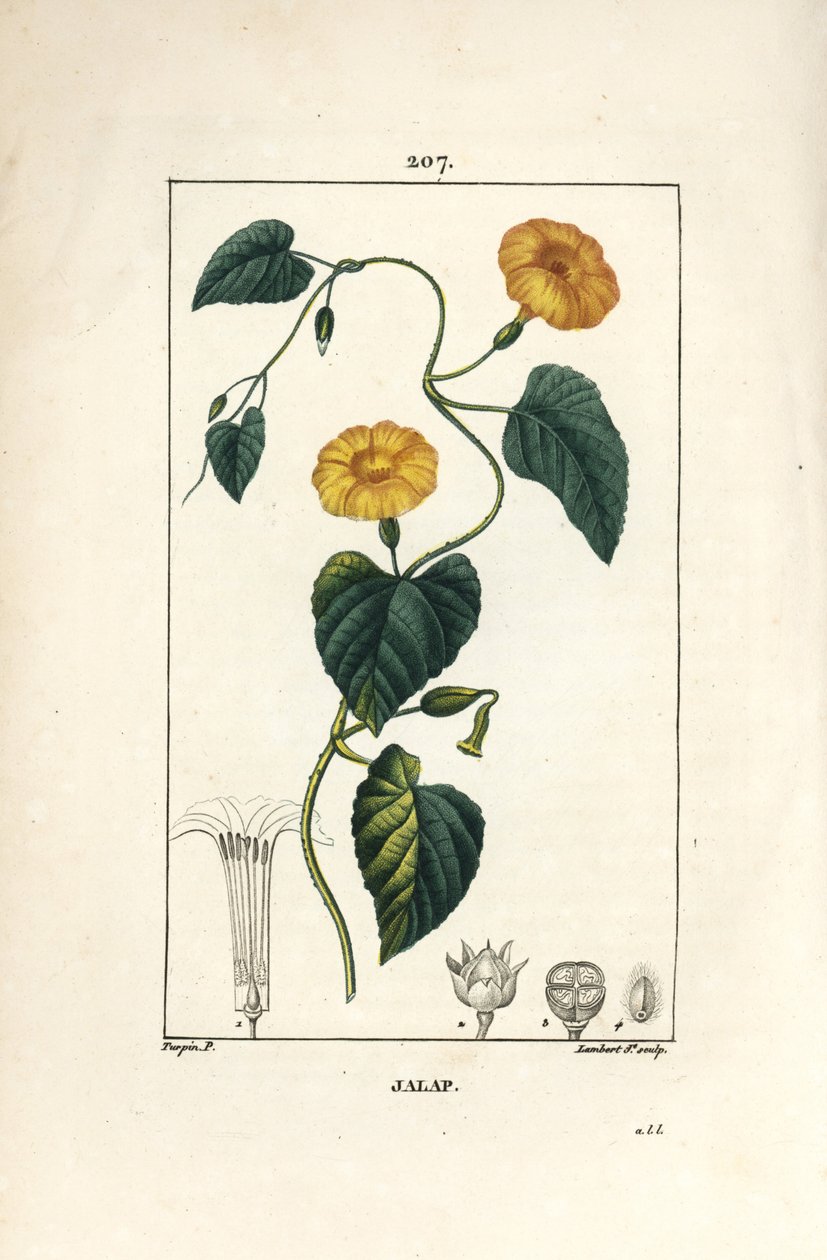Jalap, Convolvulus jalappa. Handkolorerad kopparstick av Lambert Junior från en teckning av Pierre Jean-Francois Turpin från Chaumeton, Poiret och Chamberets "" La Flore Medicale,"" Paris, Panckoucke av Pierre Jean Francois Turpin