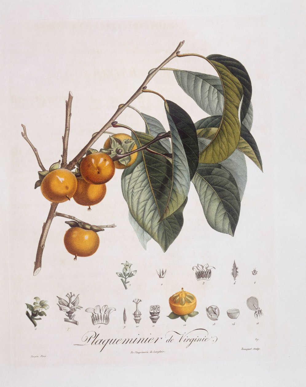Japansk persimmon eller kaki (Diospyros kaki), Henry Louis Duhamel du Monceau, botanisk tallrik av Pierre Jean Francois Turpin av Pierre Jean Francois Turpin