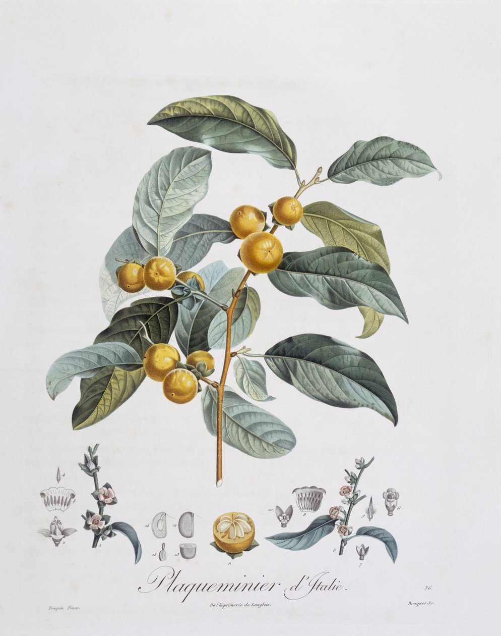 Japansk persimmon eller kaki (Diospyros kaki), Henry Louis Duhamel du Monceau, botanisk tallrik av Pierre Jean Francois Turpin av Pierre Jean Francois Turpin
