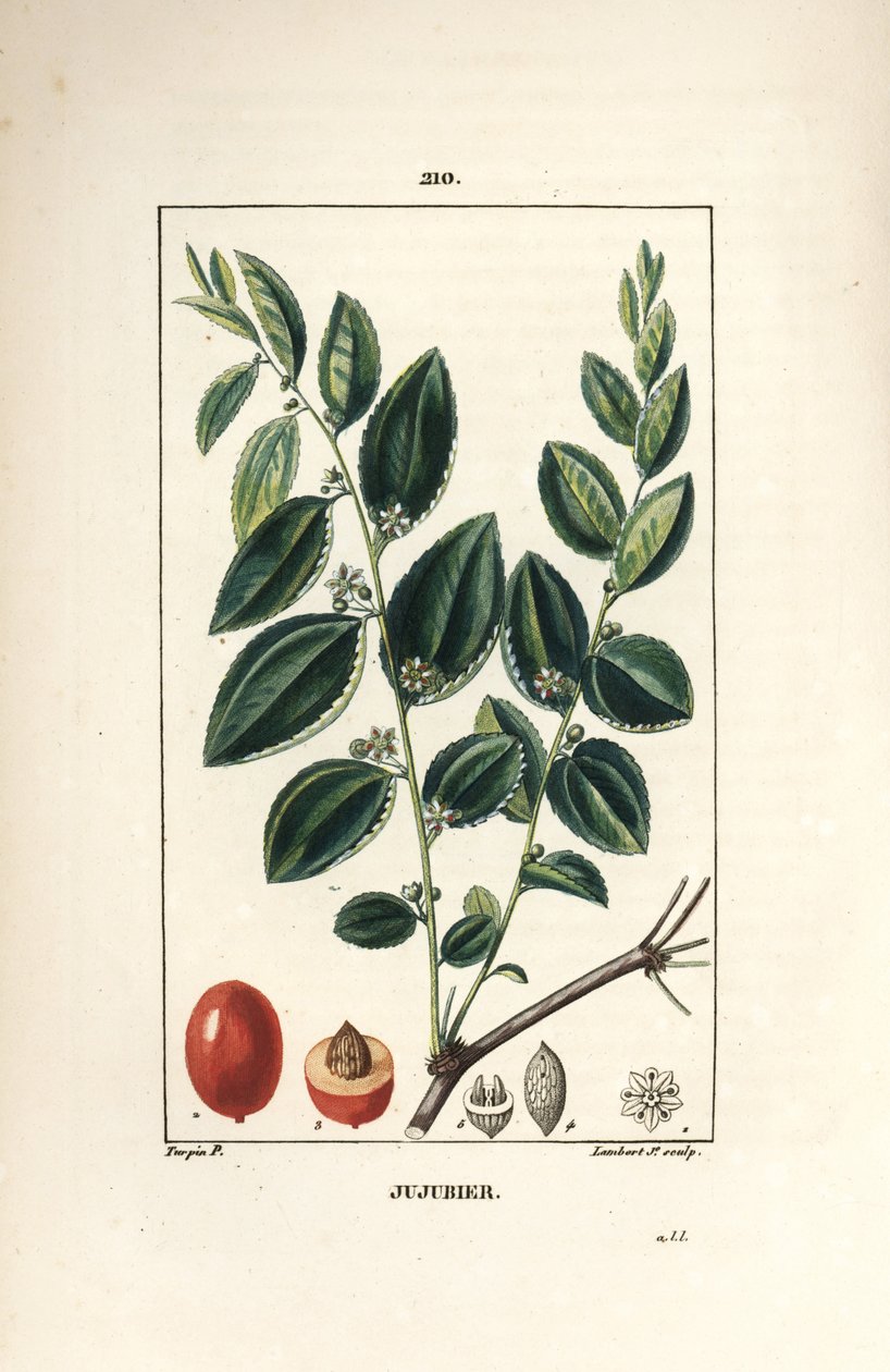 Jujubier tinktur mamma - Jujube träd, Rhamnus zizyphus, med blomma, blad och frukt i sektion. Handkolorerad kopparstick av Lambert Junior från en teckning av Pierre Jean-Francois Turpin från Chaumeton, Poiret och Chamberets "" La Flore av Pierre Jean Francois Turpin