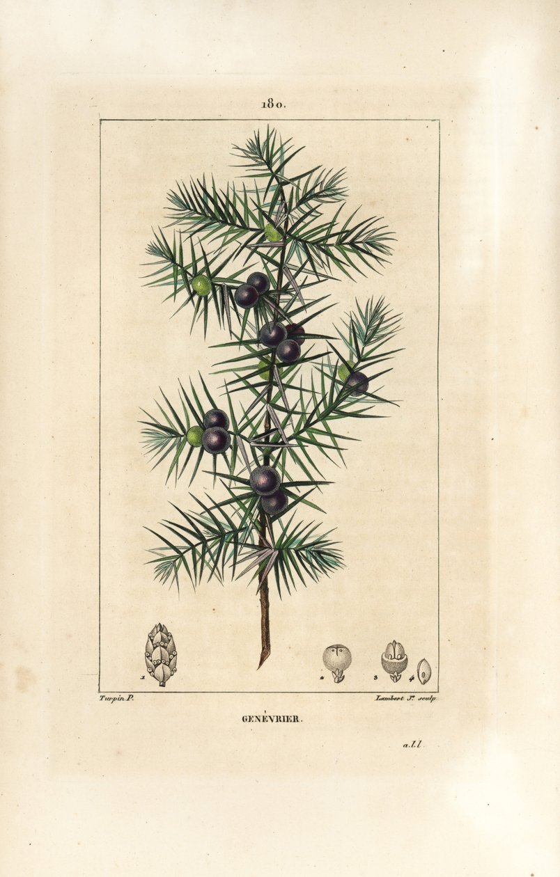 Enbärsträd, Juniperus vulgaris, visar blad, bär och stjälk. Handkolorerad kopparstick av Lambert Junior från en teckning av Pierre Jean-Francois Turpin från Chaumeton, Poiret och Chamberets "" La Flore Medicale,"" Paris, Panckoucke av Pierre Jean Francois Turpin