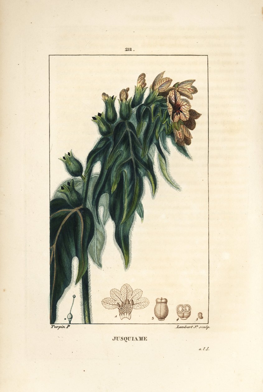 Jusquiame - Poison henbane, Hyoscyamus vulgaris, blomma, blad och frö. Handkolorerad kopparstick av Lambert Junior från en teckning av Pierre Jean-Francois Turpin från Chaumeton, Poiret och Chamberets "" La Flore Medicale,"" Paris, Panckou av Pierre Jean Francois Turpin