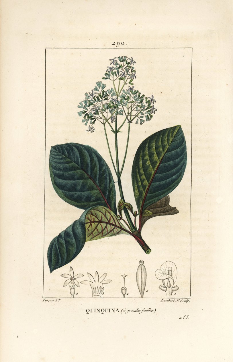Ladenbergia oblongifolia (Cinchona magnifolia), med blomma, gren, blad och frö. Handkolorerad kopparstick av Lambert Junior från en teckning av Pierre Jean-Francois Turpin från Chaumeton, Poiret och Chamberets "" La Flore Medicale,"" Pa av Pierre Jean Francois Turpin