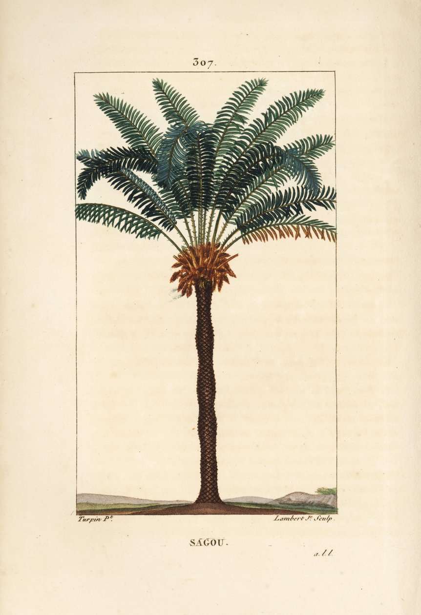 Stor gren eller stor cycas - Queen sago, Cycas circinalis, visar blad, frö och stam. Utrotningshotad palm. Handkolorerad kopparstick av Lambert Junior efter teckning av Pierre Jean-Francois Turpin från Chaumeton, Poiret och Chamberet