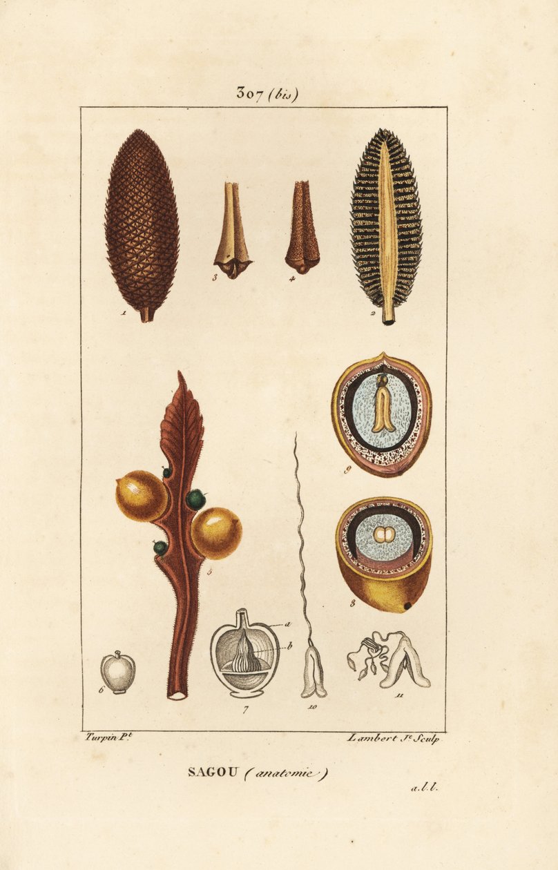 Stor gren eller stora cycasfrön - Queen sago, Cycas circinalis, visar frö och sektion. Utrotningshotad. Handkolorerad kopparstick av Lambert Junior från en teckning av Pierre Jean-Francois Turpin från Chaumeton, Poiret och Chamberets "" La av Pierre Jean Francois Turpin