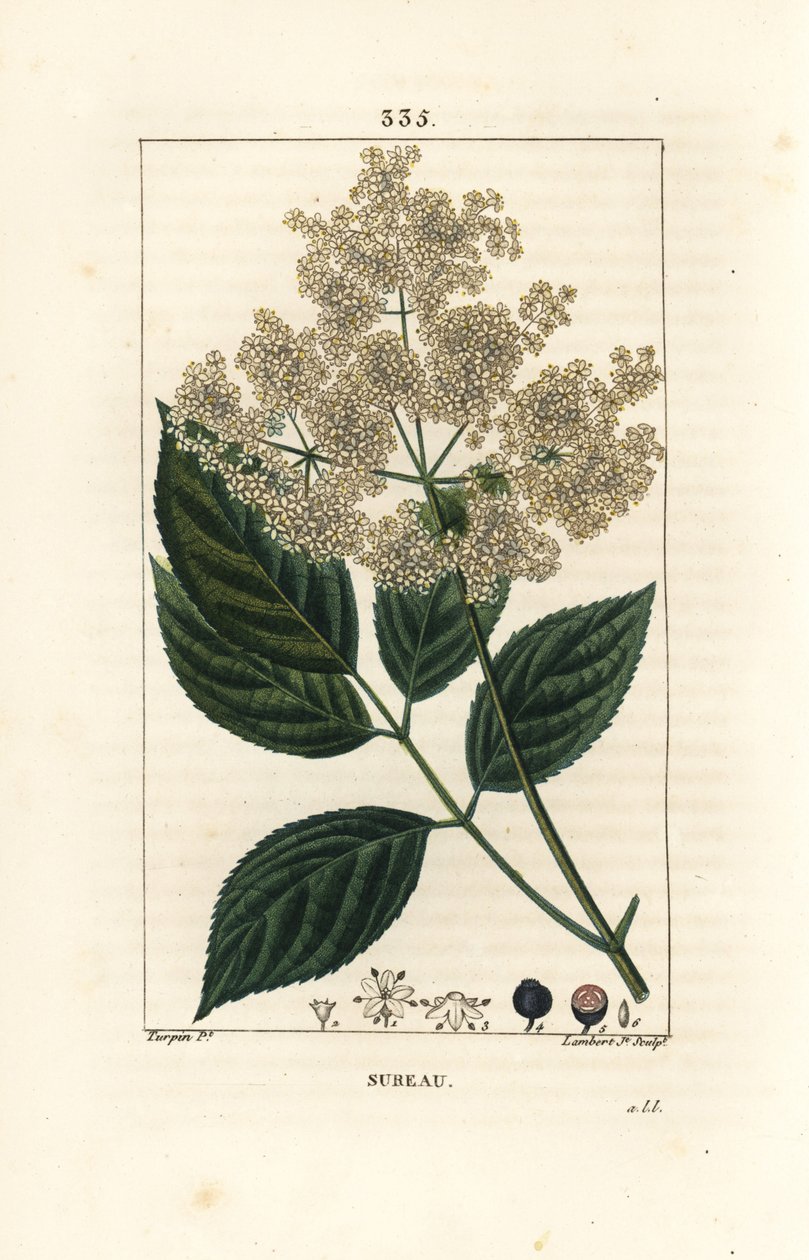 Stort fläder eller svart fläder - Vanligt fläderträd, Sambucus nigra. Handkolorerad kopparstick av Lambert Junior från en teckning av Pierre Jean-Francois Turpin från Chaumeton, Poiret och Chamberets "" La Flore Medicale,"" Paris, Panck av Pierre Jean Francois Turpin