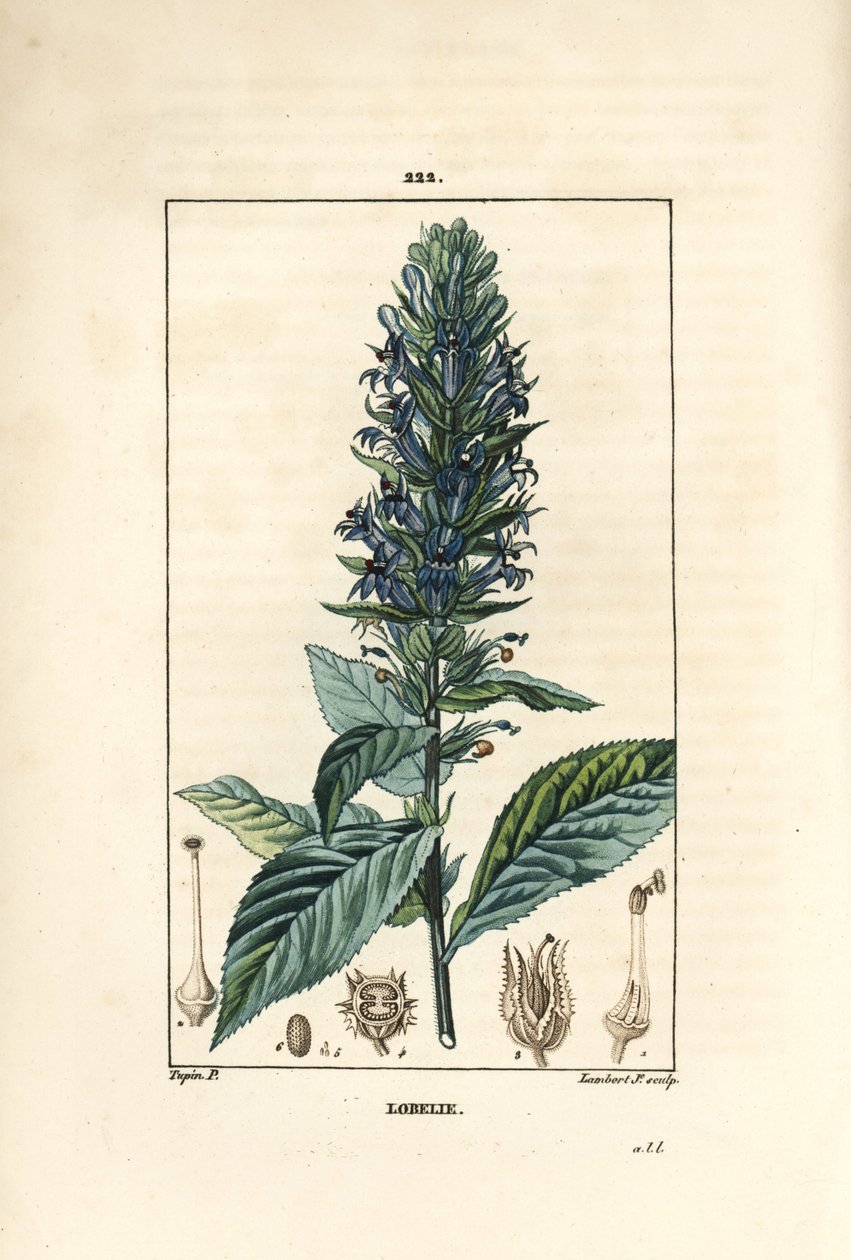 Stor lobelia eller sifilitisk lobelia - Blå kardinalblomma, Lobelia syphilitica. Handkolorerad kopparstick av Lambert Junior från en teckning av Pierre Jean-Francois Turpin från Chaumeton, Poiret och Chamberets "" La Flore Medicale,"" Par av Pierre Jean Francois Turpin