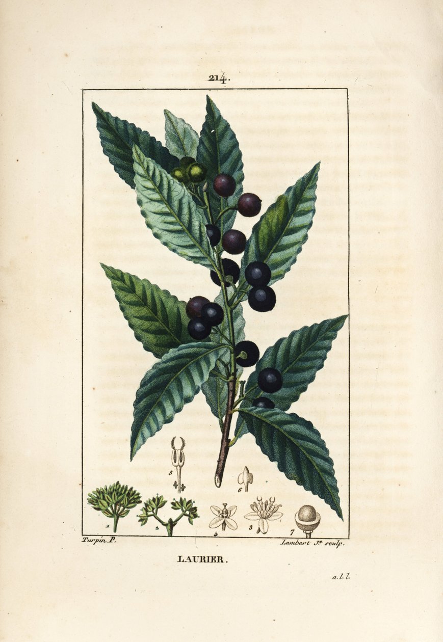 Lagerträd, Laurus nobilis, med blad, bär och frö. Handkolorerad kopparstick av Lambert Junior från en teckning av Pierre Jean-Francois Turpin från Chaumeton, Poiret och Chamberets "" La Flore Medicale,"" Paris, Panckoucke av Pierre Jean Francois Turpin