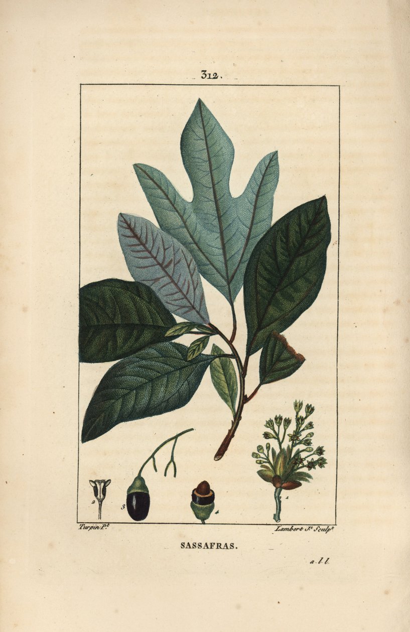 Laurier des Iroquois - Vitt sassafrasträd, Sassafras albidum, med blomma, blad, frukt och frö. Handkolorerad kopparstick av Lambert Junior från en teckning av Pierre Jean-Francois Turpin från Chaumeton, Poiret och Chamberets "" La Flore av Pierre Jean Francois Turpin