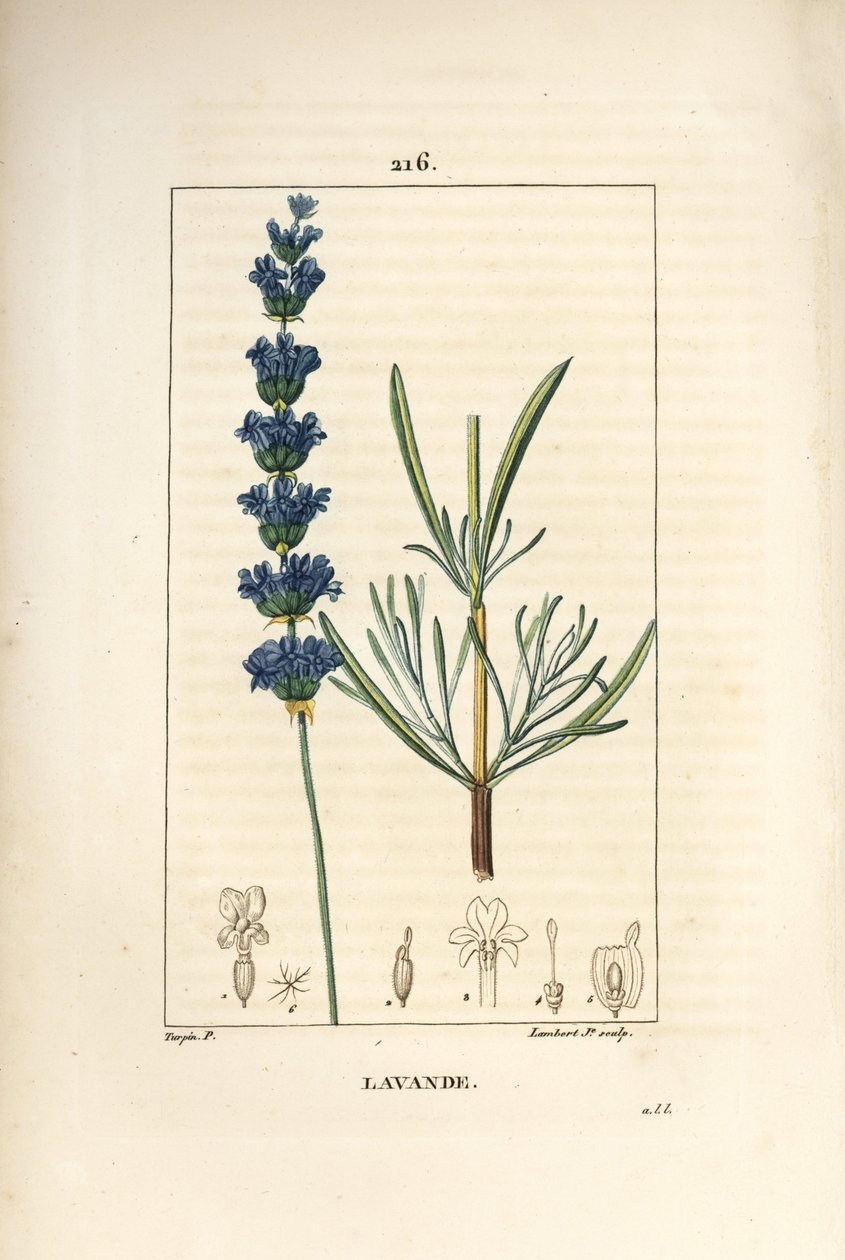 Lavender aspic - Lavendel, Lavendula spica. Handkolorerad kopparstick av Lambert Junior från en teckning av Pierre Jean-Francois Turpin från Chaumeton, Poiret och Chamberets "" La Flore Medicale,"" Paris, Panckoucke av Pierre Jean Francois Turpin