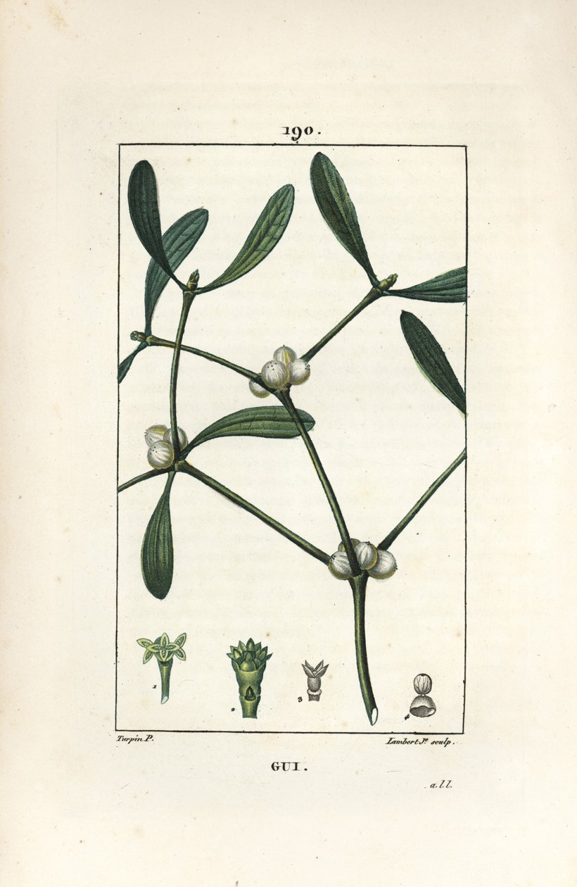 Leafy mistel - Mistel, Vissperm album. Handkolorerad kopparstick av Lambert Junior från en teckning av Pierre Jean-Francois Turpin från Chaumeton, Poiret och Chamberets "" La Flore Medicale,"" Paris, Panckoucke av Pierre Jean Francois Turpin