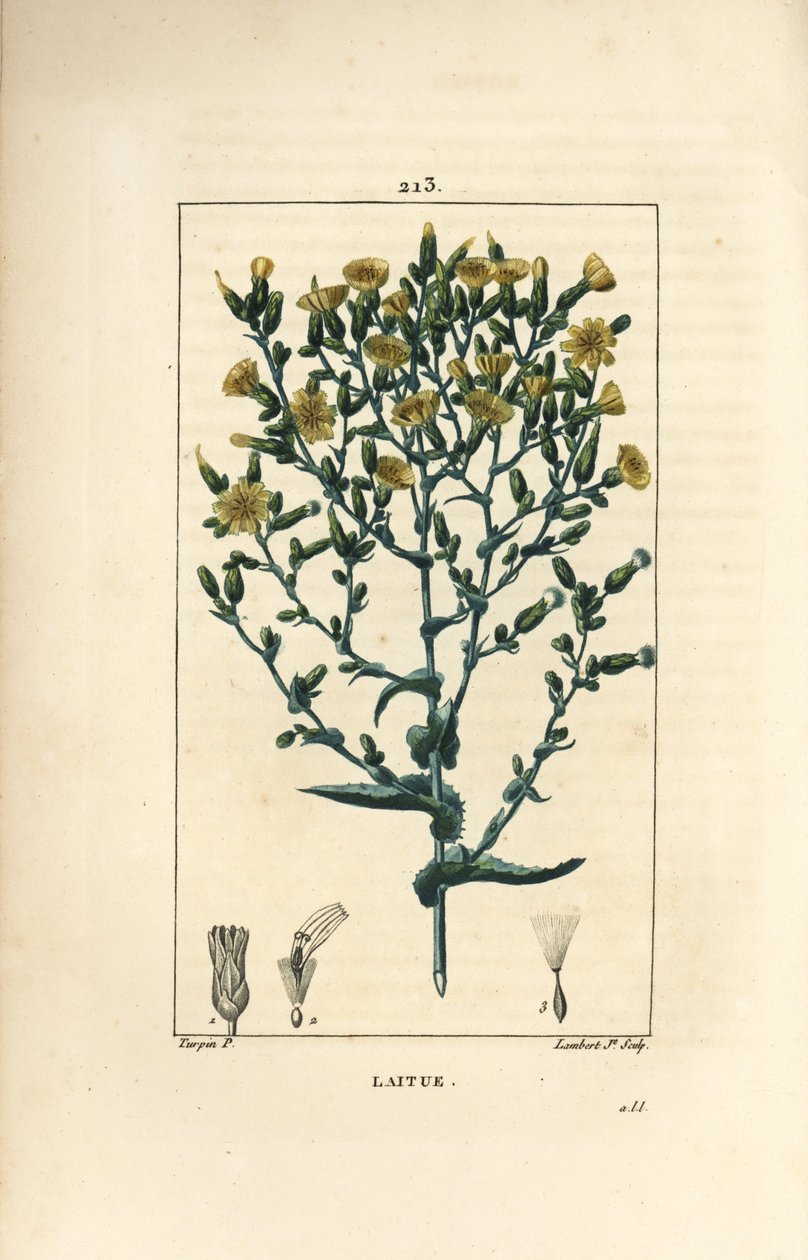 Sallad - Sallad, Lactuca sativa. Handkolorerad kopparstick av Lambert Junior från en teckning av Pierre Jean-Francois Turpin från Chaumeton, Poiret och Chamberets "" La Flore Medicale,"" Paris, Panckoucke av Pierre Jean Francois Turpin