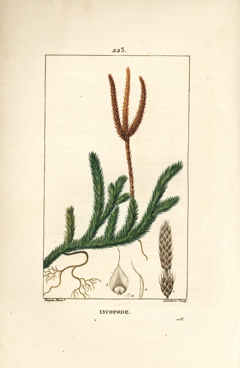 Lycopod officinal eller gräs med klubbor - Vanlig klubbmossa, Lycopodium clavatum. Handkolorerad kopparstick av Lambert Junior från en teckning av Pierre Jean-Francois Turpin från Chaumeton, Poiret och Chamberets "" La Flore Medicale,"" Paris, av Pierre Jean Francois Turpin