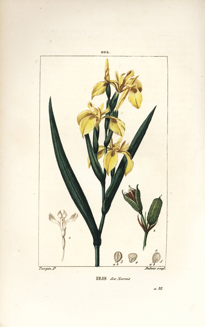 Marsh Iris eller Water Yellow Iris - Gul iris, Iris palustris lutea, blomma, blad och fröskida. Handkolorerad kopparstick av Lambert Junior från en teckning av Pierre Jean-Francois Turpin från Chaumeton, Poiret och Chamberets "" La Flore Me av Pierre Jean Francois Turpin
