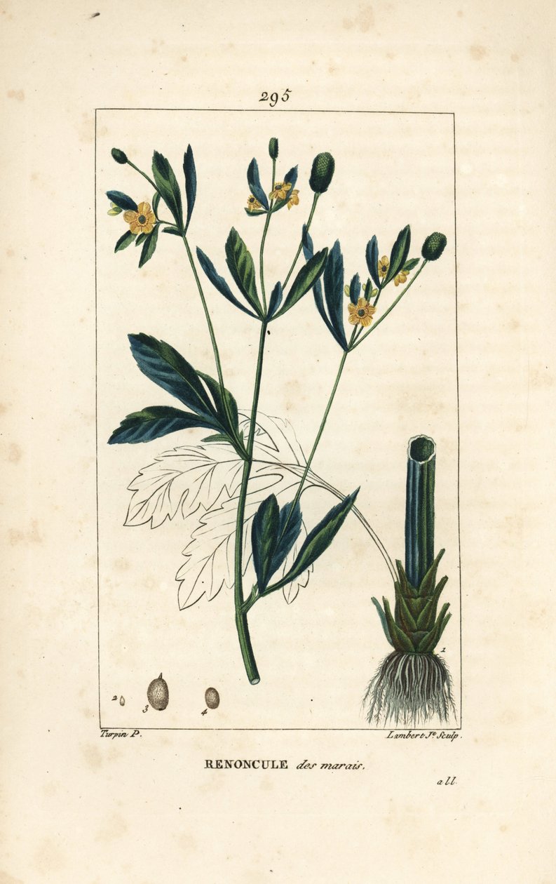 Marsh caltha, kärrpopulation eller vattenblomma - Marsk ringblomma eller kärrkråkfot, Caltha palustris (Ranunculus palustris), med blomma, blad, stjälk, rot och frö. Handkolorerad kopparstick av Lambert Junior efter teckning av Pierre Jea av Pierre Jean Francois Turpin
