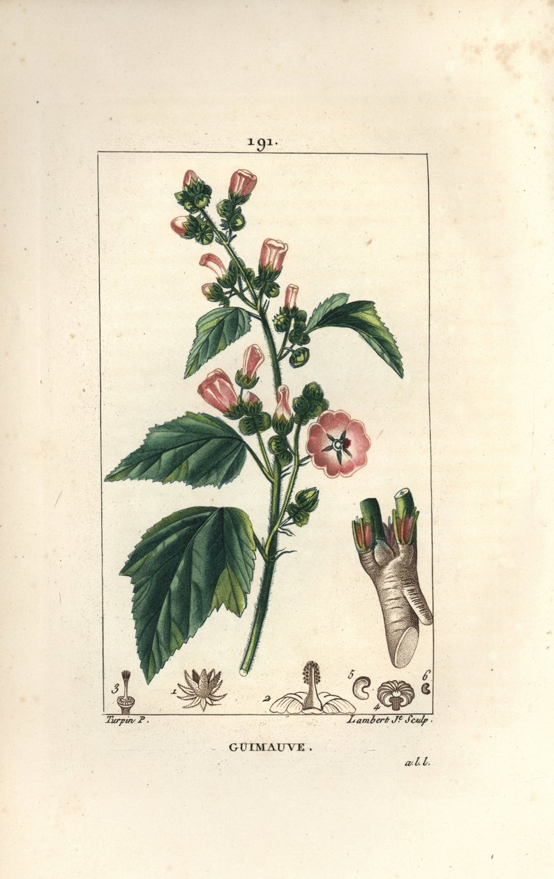 Marshmallow, Wild Marshmallow eller White Mallow - Marshmallow, Althaea officinalis. Handkolorerad kopparstick av Lambert Junior från en teckning av Pierre Jean-Francois Turpin från Chaumeton, Poiret och Chamberets "" La Flore Medicale,"" Par av Pierre Jean Francois Turpin