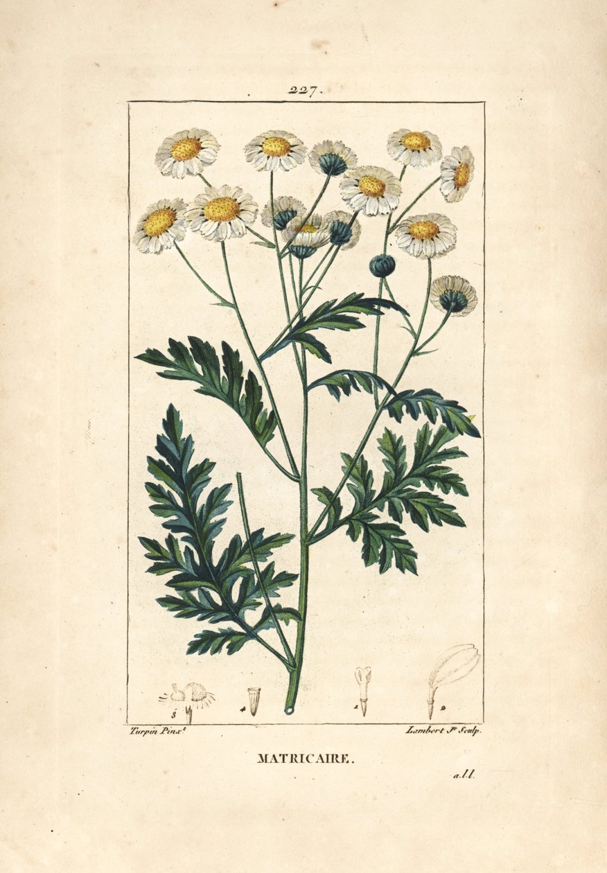 Matricary - Feverfew, Matricaria vulgaris. Handkolorerad kopparstick av Lambert Junior från en teckning av Pierre Jean-Francois Turpin från Chaumeton, Poiret och Chamberets "" La Flore Medicale,"" Paris, Panckoucke av Pierre Jean Francois Turpin