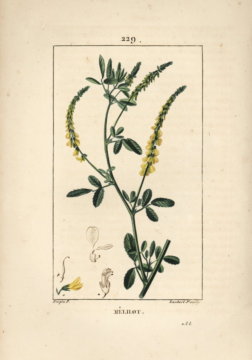 Melilot - Melilot trefoil, Melitotus officinarum. Handkolorerad kopparstick av Lambert Junior från en teckning av Pierre Jean-Francois Turpin från Chaumeton, Poiret och Chamberets "" La Flore Medicale,"" Paris, Panckoucke av Pierre Jean Francois Turpin