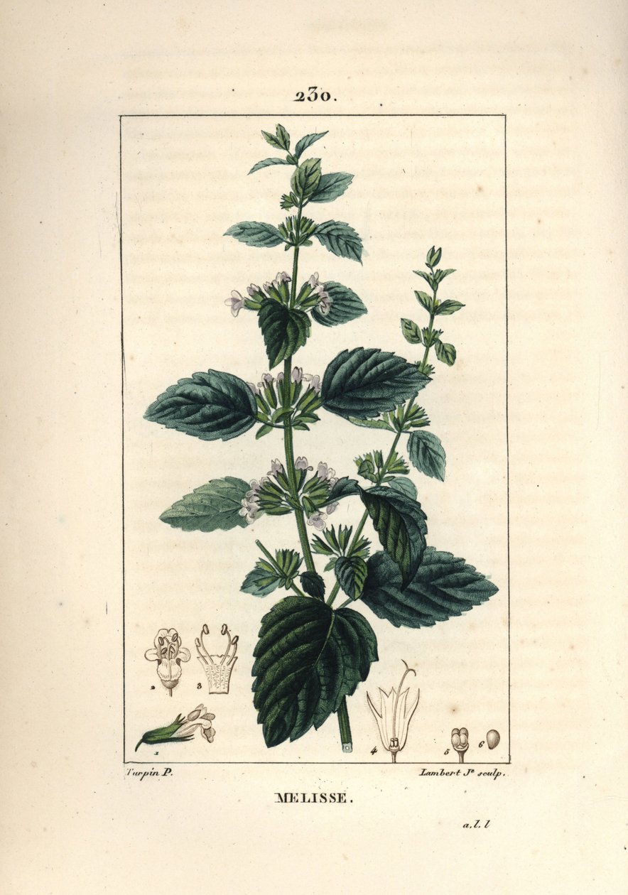 Melisse des jardins eller melisse odlad - Vanlig balsam, Melissa hydrtensis. Handkolorerad kopparstick av Lambert Junior från en teckning av Pierre Jean-Francois Turpin från Chaumeton, Poiret och Chamberets "" La Flore Medicale,"" Paris, Pa av Pierre Jean Francois Turpin